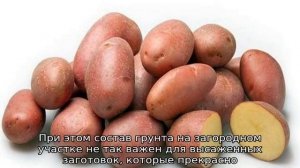 Картофель Альвара