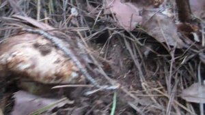 Мацутаке - Matsutake
