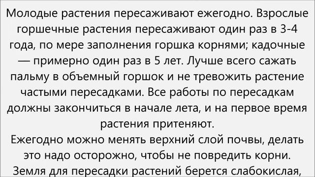 Хамедорея уход