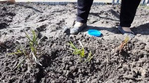 ВЕСНА! РЯБЧИК ШАХМАТНЫЙ! ПОДКОРМКА! #цветы #экзотика_цветов #декор #подкормка #рябчик_шахматный