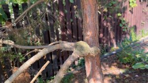 Купила хвойную редкость. Обзор хвойного сада.