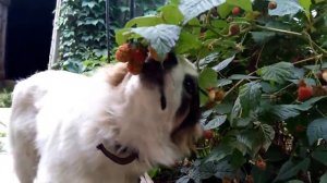 Собака Чапа срывает с куста малину и ест, поймали воришку..mp4