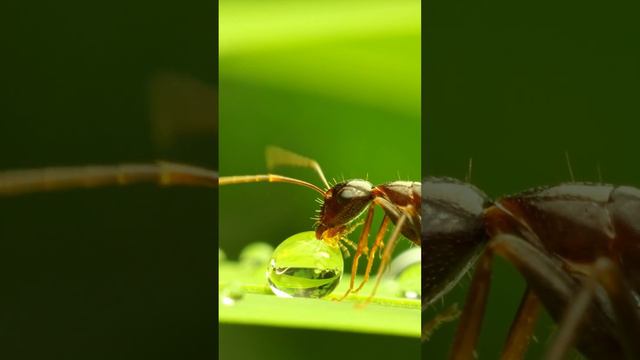 Кормлю муравьёв :) муравьи дома! #ants #animals #insects #муравьи #насекомые #животные