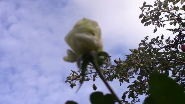 Чт о цветет на юге в октябре.mp4 смотреть онлайн