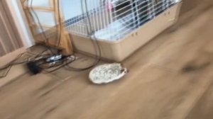 ЛУЧШИЕ ПРИКОЛЫ ХОМКИ СМЕШНЫЕ ЖИВОТНЫЕ 2020 (СМЕШНАЯ ОЗВУЧКА) Hamsters like #286 funny video