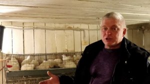 Перепел белый гигант, до какого срока набирает вес?