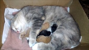 Кошка с котятами Котятам 3 дня
