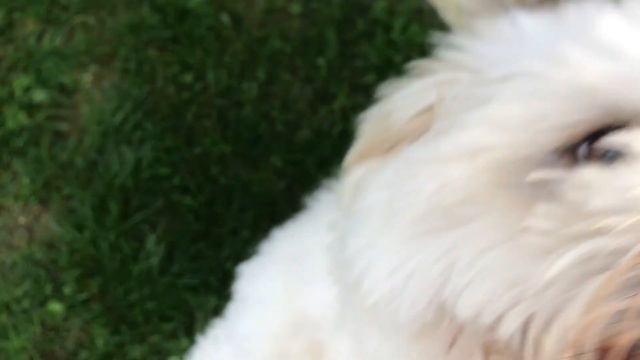 Cotton de Tulear dog tricks Hundetraining Умная Собака смотреть онлайн