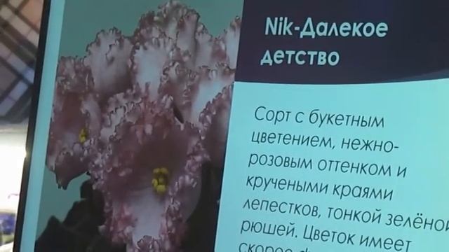 ДФ.Презентация сортов сенполий Натальи Булко (Nik-)