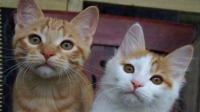 kurilian bobtail breeders uk смотреть онлайн