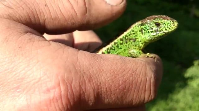 Ящерица на даче смотреть онлайн