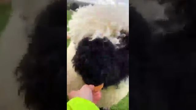 Nature and Animals .mp4 смотреть онлайн