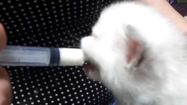 Котенок чавкает смотреть онлайн