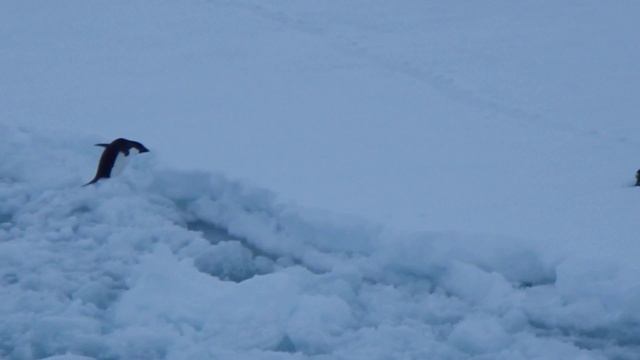 Пингвины бегут по льду в Антарктиде смотреть онлайн