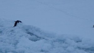 Пингвины бегут по льду в Антарктиде