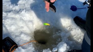 Уловистый маленький виб. Сход в лунке и долов. Ловля хищника со льда на Волге.