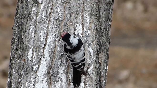 Малый пёстрый дятел добывает обед. смотреть онлайн