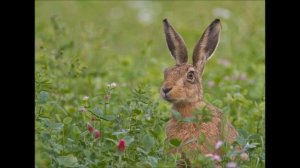 Голос Зайца.