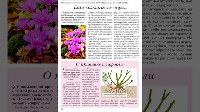 Цветок. Георгины. Гортензия. Калина для красоты волос. Варенье из барбариса. смотреть онлайн