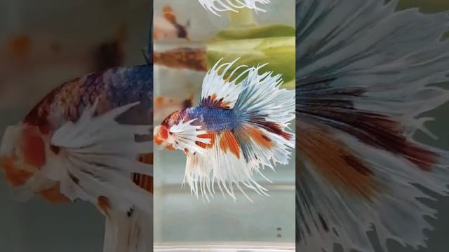 CrownTail Dumbo Ear Multi Color Betta 🐠🐠🐠🐟