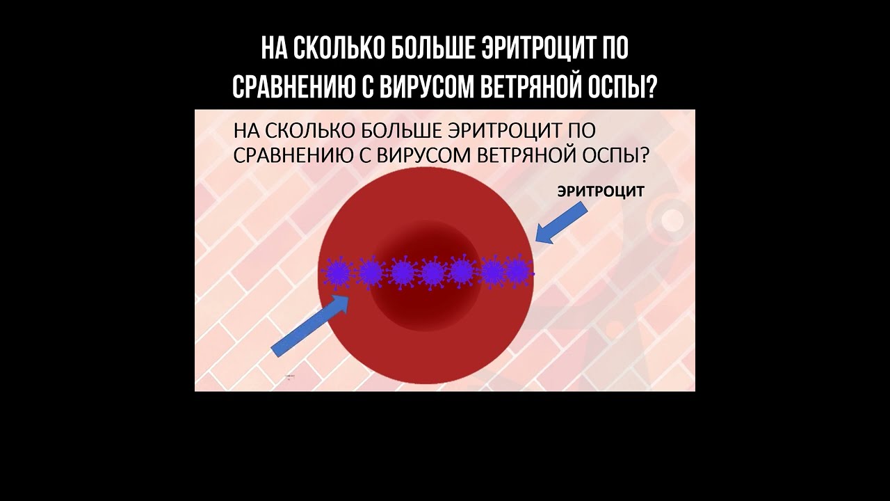 На сколько больше эритроцит по сравнению с вирусом ветряной оспы? смотреть онлайн