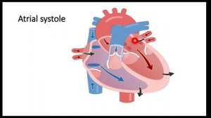 Cardiovascular System|| Part-1||Basic Anatomy||Cardiac Cycle||Conduction system||Cardiac Markers