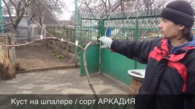 Подрезаем виноград. Сорта КАДАРКА, ГАЯР, РКАЦИТЕЛИ, КЕША, АРКАДИЯ  // Часть вторая