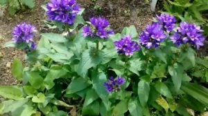 Перезвон садовых колокольчиков Campanula.        # мой сад # колокольчики