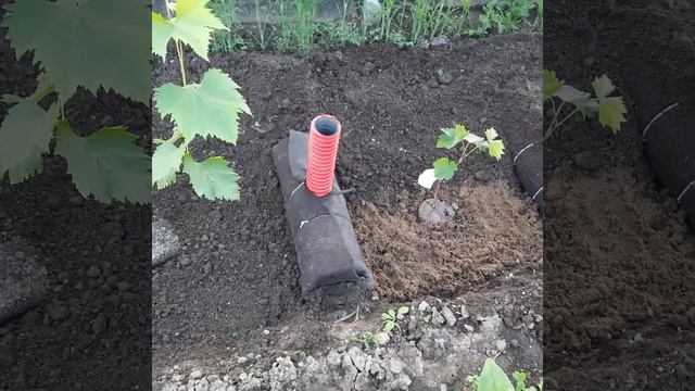 Виноград в Приморском крае! Сожаю Виноград, на штамб?? Голд Фингер, Оскар и Розмус, 13.07 .22г смотреть онлайн