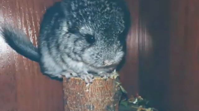 Шиншиллята Девочки Носители Королевской Персидской Ангоры и Мальчик Ангорик! смотреть онлайн