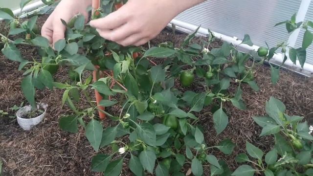 Перец мини коричневый шоколад лучше конфет (летнее видео июнь 2021) смотреть онлайн