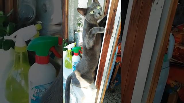 Russian Blue Cat. Порода кошек Русская Голубая в Португалии 🇵🇹