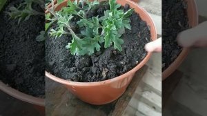 ПОСАДКА И ЧЕРЕНКОВАНИЕ ХРИЗАНТЕМЫ