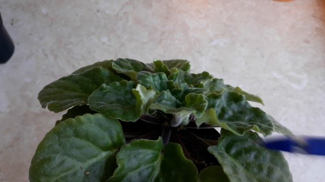 Замершие от жары цветоносы фиалки. смотреть онлайн