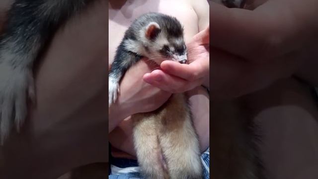 Хорек качает головой от удовольствия!!!!! смотреть онлайн