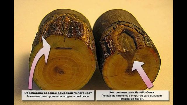 Пороки древесины - трещины, сучки и другие пороки дерева смотреть онлайн