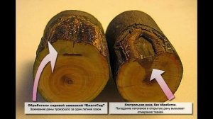 Пороки древесины - трещины, сучки и другие пороки дерева