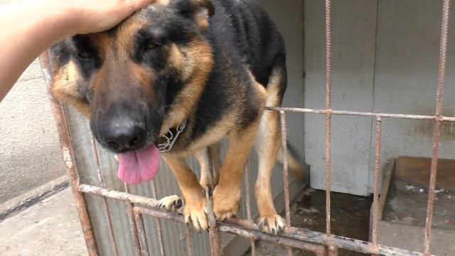 Бона не хочет сидеть в вольере. Немецкая овчарка 4 года. German Shepherd 4 years. смотреть онлайн