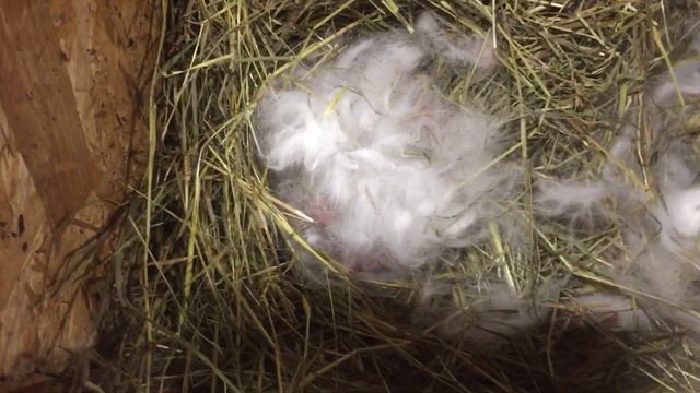 Окрол Калифорнийской крольчихи смотреть онлайн