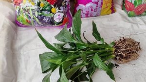 Женское счастье (спатифиллум) пересадка из большого горшка