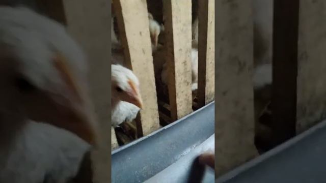 Поросята порода "вьетнамцы" (кармалы) прибавление в хозяйстве