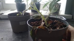 Глоксиния: этапы развития растения и уход за ними #глоксиния