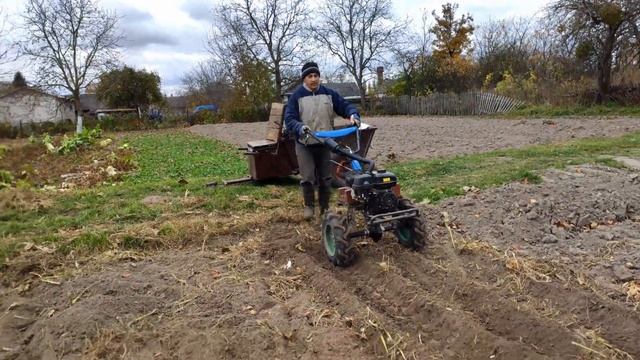 Посадка чеснока с помощью мотоблока ДТЗ смотреть онлайн