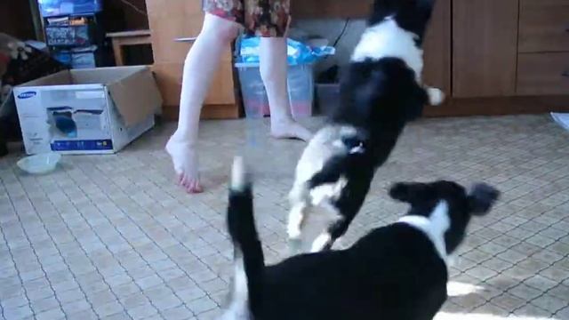 Щенки Короткошерстной колли смотреть онлайн