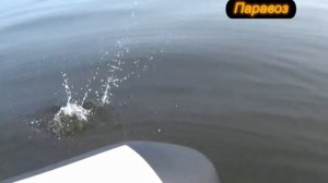 Ловля окуня на Рыбинском Водохранилище 2016