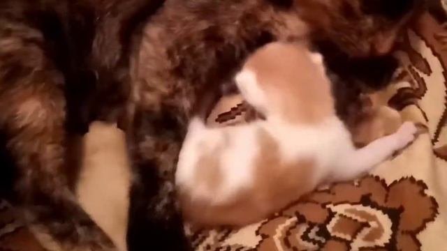 Кото-пёс. серия 10.мелкий любимчик. как же мне его назвать? может подскажете.