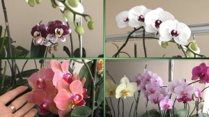 ОРХИДЕИ!