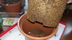 Бегония элатиор, размножение, пересадка растения из магазина.