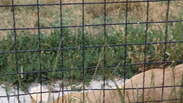 Львички ожидают кормёжки))) Тайган. Белогорск. Крым. смотреть онлайн