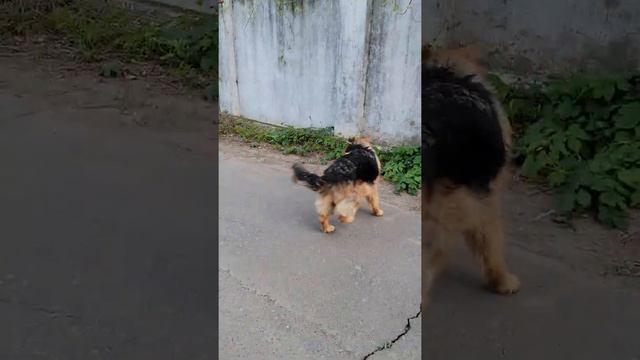 Шикарная длинношерстная немецкая овчарка Нала. 8 месяцев. Одесса. Украина.